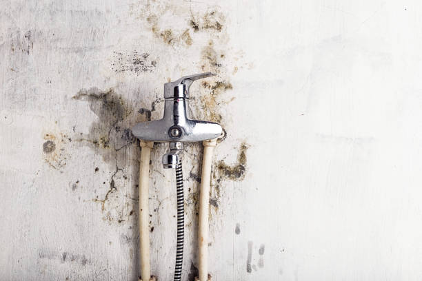 Best Emergency Mold Remediation in Bloomington, MN