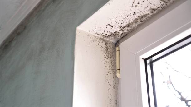 Best Bathroom Mold Remediation in Bloomington, MN