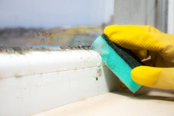 Best Industrial Mold Remediation in Bloomington, MN