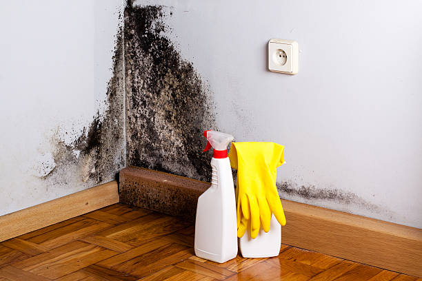Best Residential Mold Remediation in Bloomington, MN
