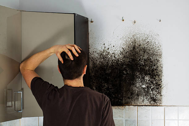 Best Kitchen Mold Remediation in Bloomington, MN