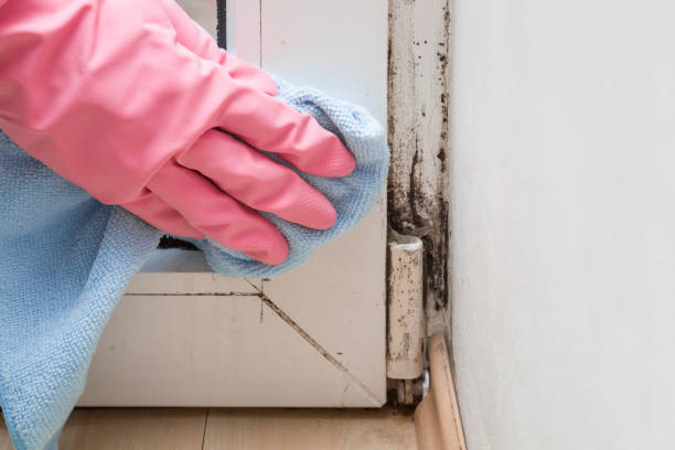 Best Basement Mold Remediation in Bloomington, MN